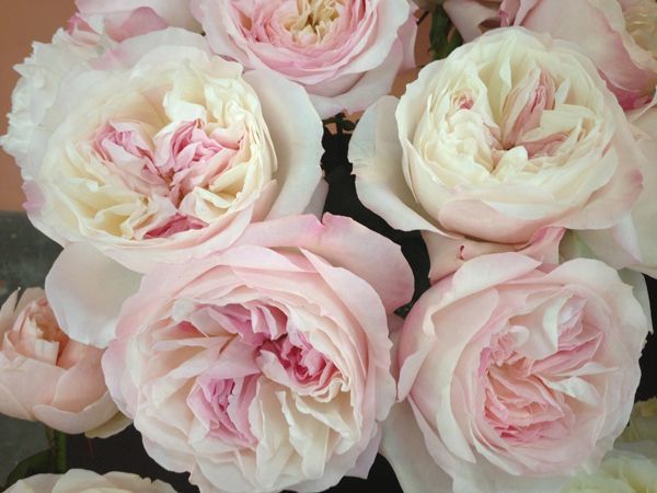 Роза Кейра (Keira) – характеристика и описание сорта с фото и отзывы садоводов