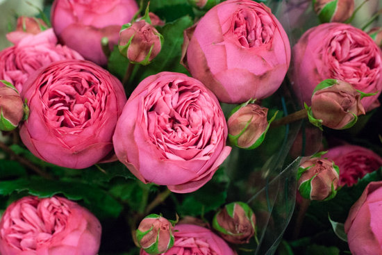 Пинк пиано роза (Pink Piano): описание, характеристики, фото и отзывы садоводов