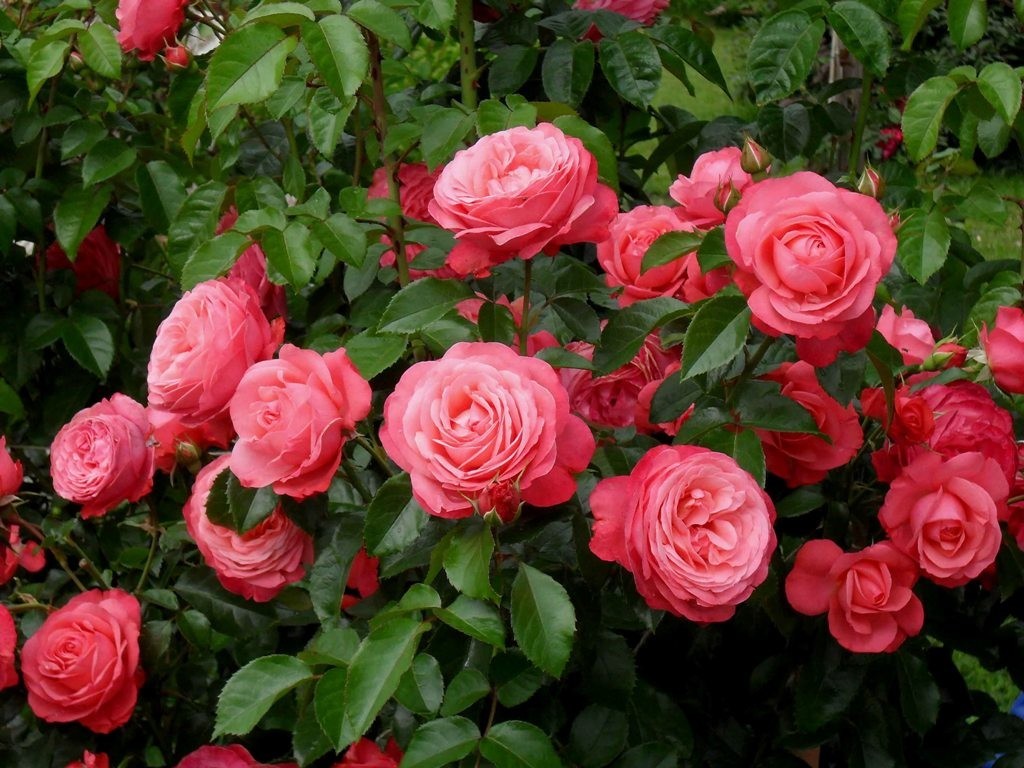 Саженцы розы екатеринбург. Плетистые розы Розанна.