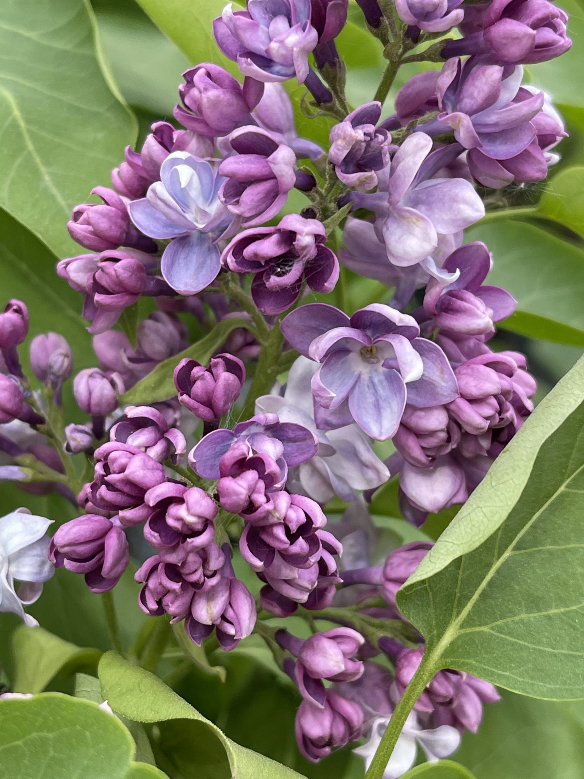 Сирень обыкновенная Тарас Бульба. (Syringa vulgaris Taras Bulba)